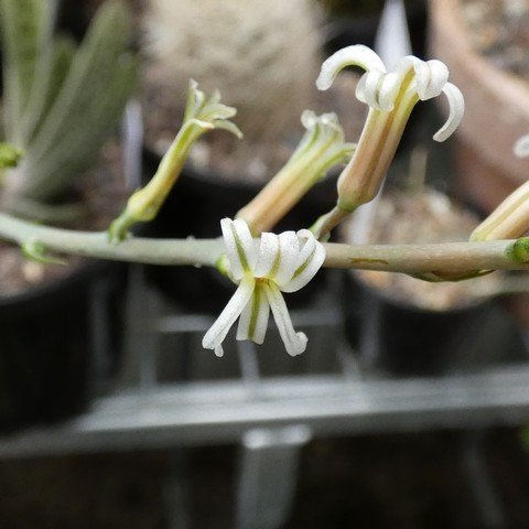 Haworthiopsis attenuata 'Silver' 22112702.JPG