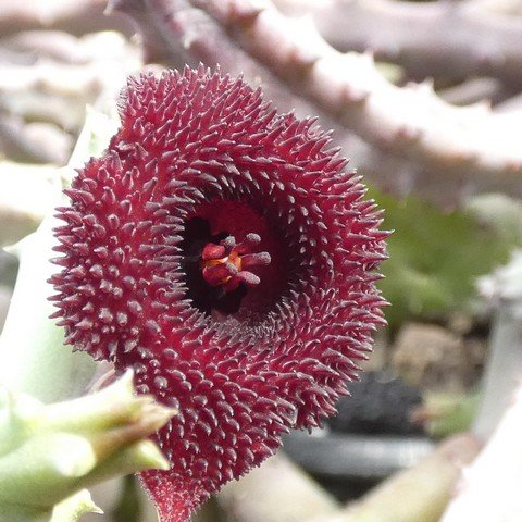 Stapelia schinzii 22112902.JPG