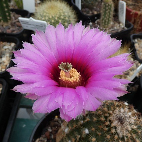 Echinocereus reichenbachii 02 22112902.JPG