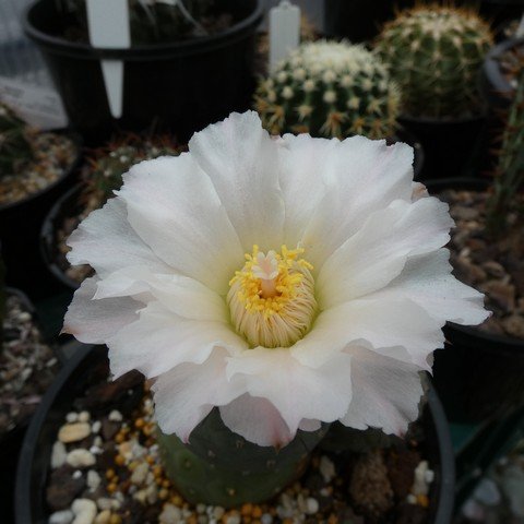 Tephrocactus geometricus 01 22112902.JPG