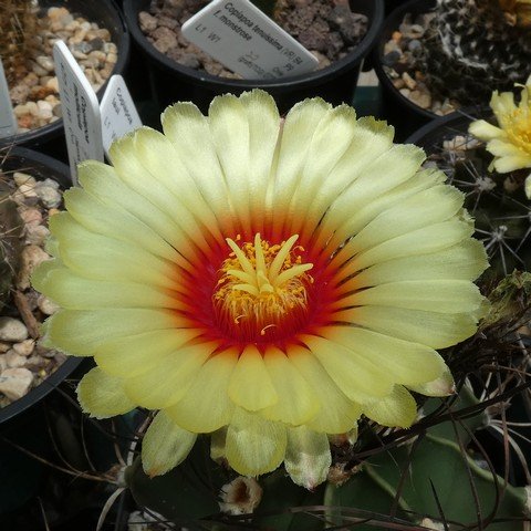 Astrophytum capricorne var minor 01 22112902.JPG