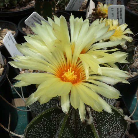 Astrophytum capricorne var niveum (Cuatro Cienegas) 01 22112902.JPG