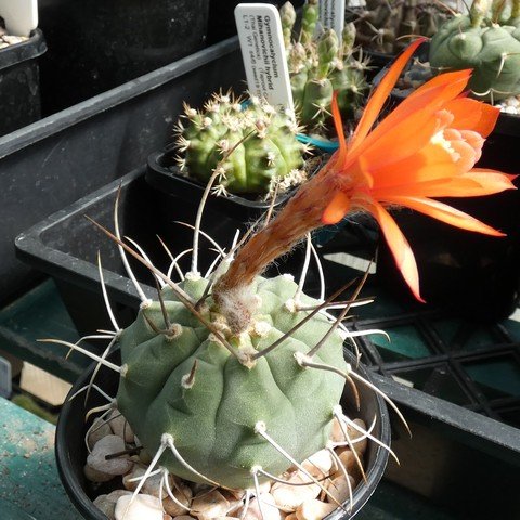 Matucana madisoniorum 01 22113001.JPG