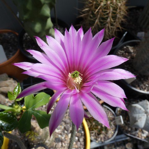 Wilcoxia (Echinocereus) poselgeri 22113002.JPG