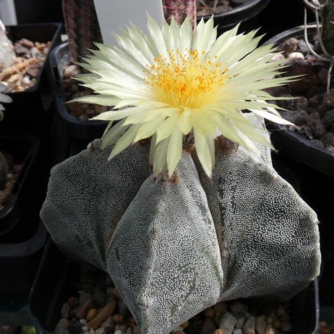 Astrophytum myriostigma 01 22113001.JPG