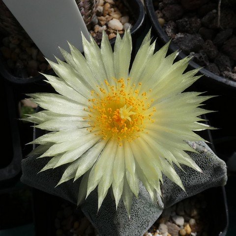 Astrophytum myriostigma 01 22113002.JPG