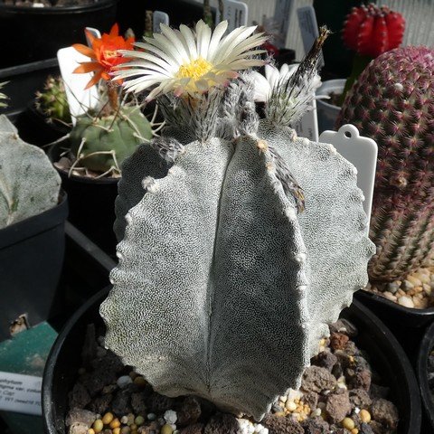 Astrophytum myriostigma var columnare 01 22113001.JPG