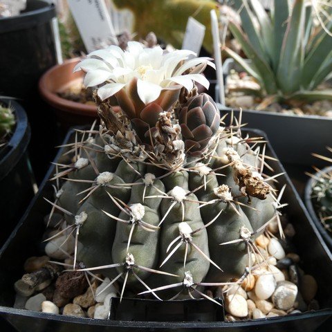 Gymnocalycium moserianum 22113001.JPG