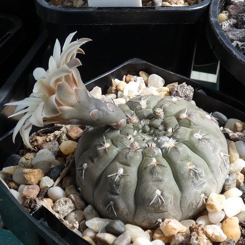 Gymnocalycium platygonum 22113001.JPG