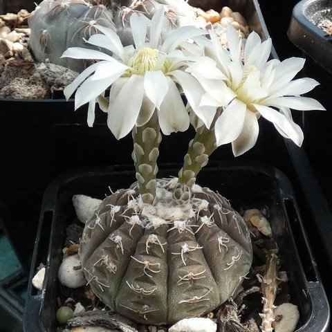 Gymnocalycium ragonesei 22113001.JPG