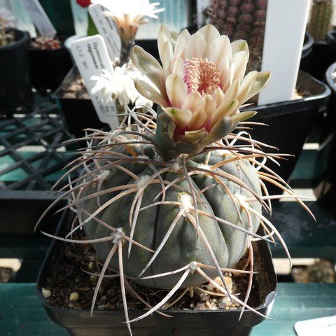 Gymnocalycium spegazzinii var major 22113001.JPG