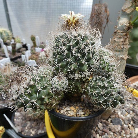 Turbinicarpus pseudomacrochele 22120201.JPG