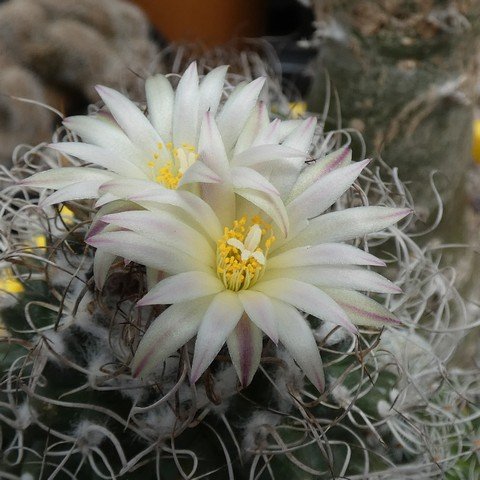 Turbinicarpus pseudomacrochele 22120202.JPG