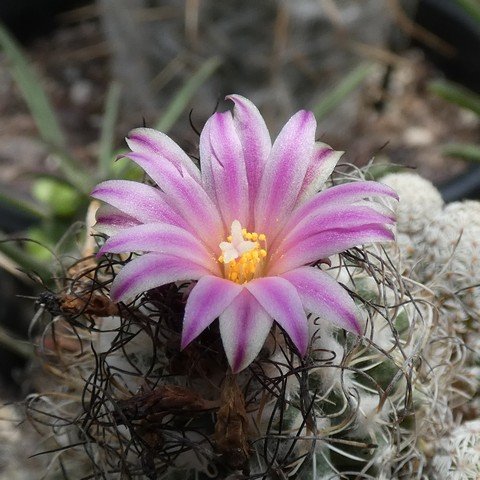 Turbinicarpus pseudomacrochele subs minimus 22120202.JPG