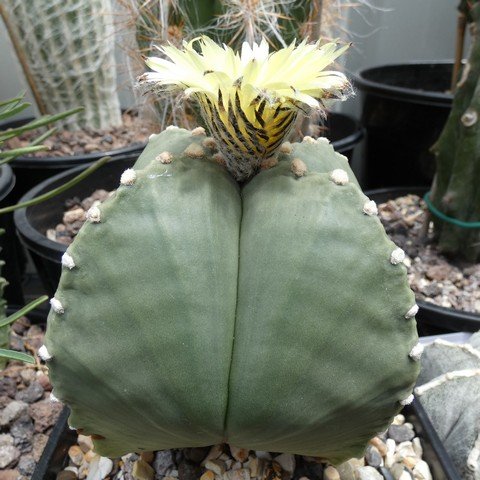 Astrophytum myriostigma var quadricostatum f nudum 05 22120201.JPG