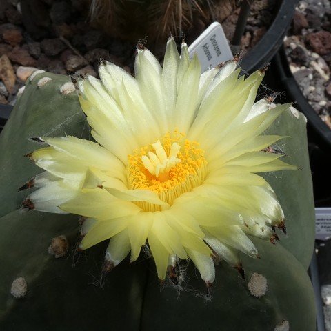 Astrophytum myriostigma var quadricostatum f nudum 05 22120202.JPG