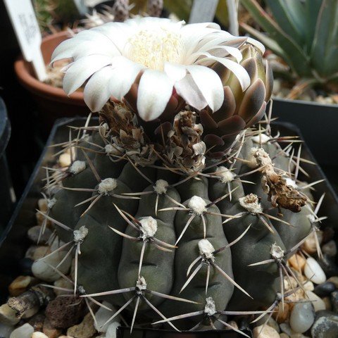 Gymnocalycium moserianum 22120201.JPG