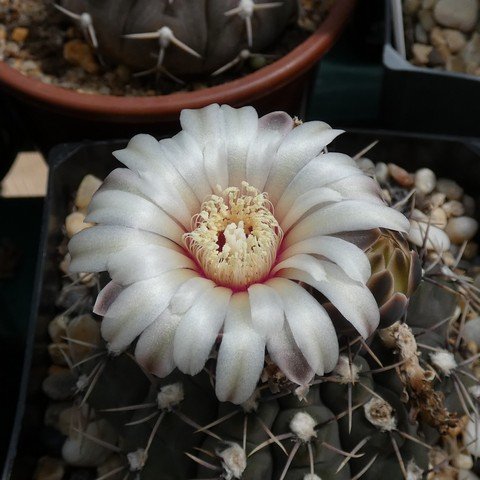 Gymnocalycium moserianum 22120202.JPG