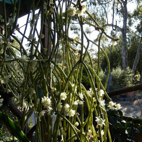 Rhipsalis grandiflora 22120401.JPG