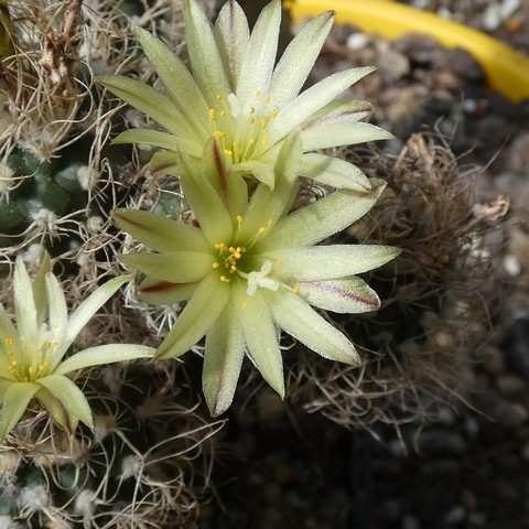 Turbinicarpus krainzianus var minimus 01 22120402.JPG