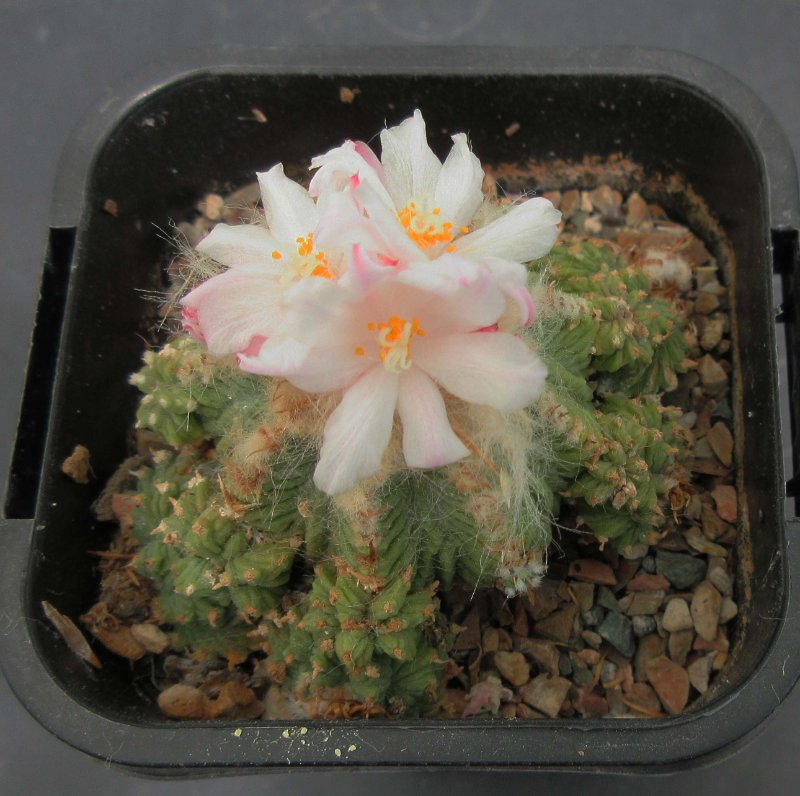 Aztekium ritteri