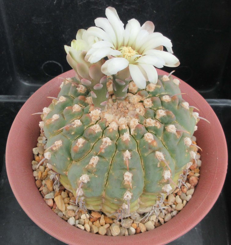 Gymnocalycium vaterri