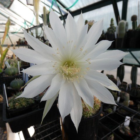 Echinopsis boyuibensis 02 22120402.JPG