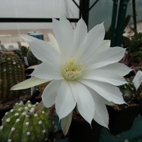 Echinopsis subdenudata f variegata 22120502.JPG