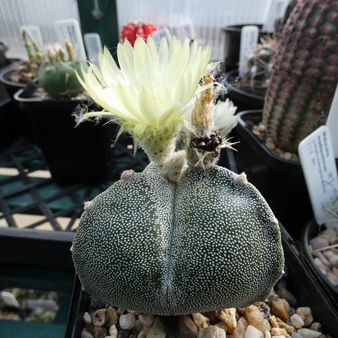 Astrophytum myriostigma var tricostatum 03 22120501.JPG