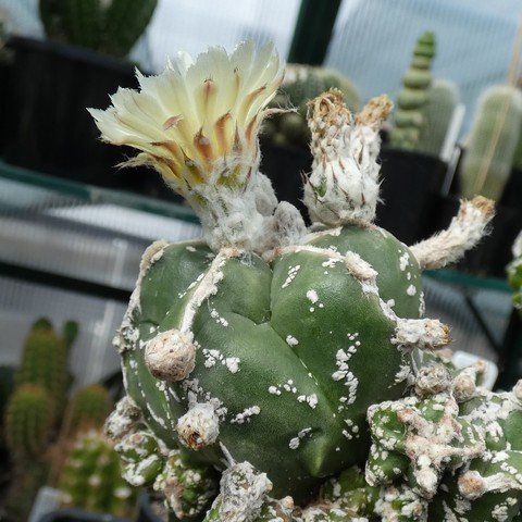 Astrophytum myriostigma cultivar 01 22120601.JPG