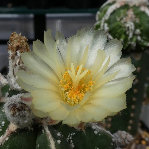 Astrophytum myriostigma cultivar 01 22120602.JPG