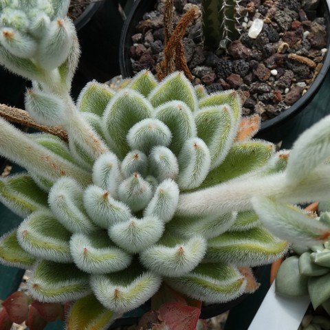 Echeveria cv. Doris Taylor 22120601.JPG