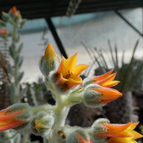 Echeveria cv. Doris Taylor 22120602.JPG