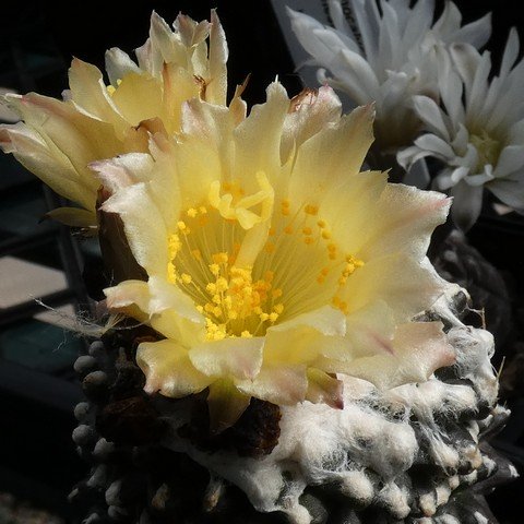 Copiapoa tenuissima f monstrose 02 22120602.JPG