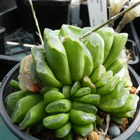 Haworthia truncata cv Lime Green 22120601.JPG