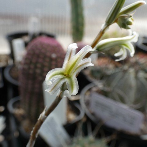 Haworthia truncata cv Lime Green 22120602.JPG