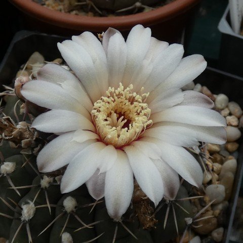 Gymnocalycium moserianum 22121002.JPG