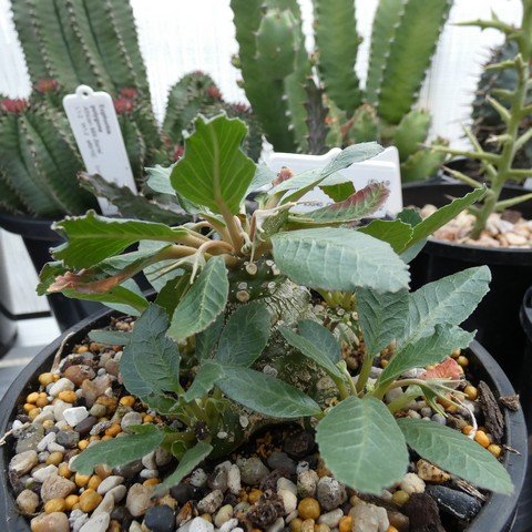 Dorstenia foetida 22121201.JPG