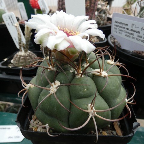 Gymnocalycium sp 22121001.JPG