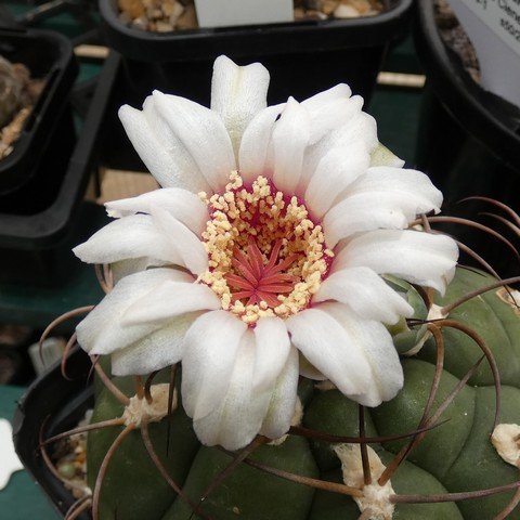 Gymnocalycium sp 22121002.JPG