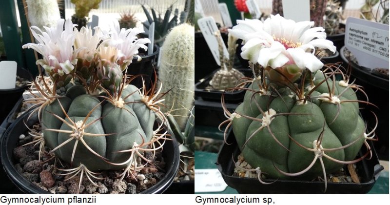 Gymnocalycium pflanzii (L) and Gymnocalycium sp (R).jpg