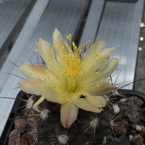 Copiapoa humilis var longispina 01 22121202.JPG