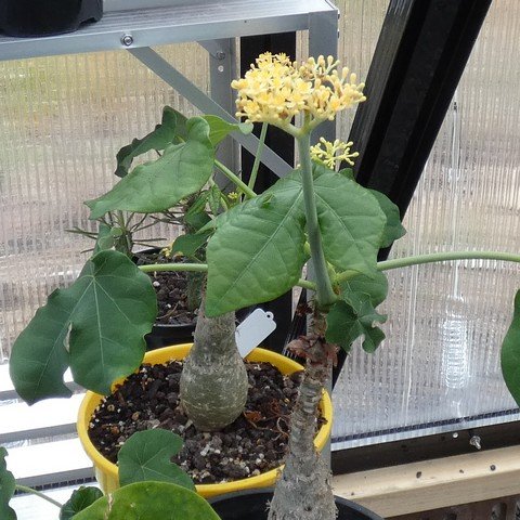 Jatropha podagrica - Yellow 01 22121201.JPG