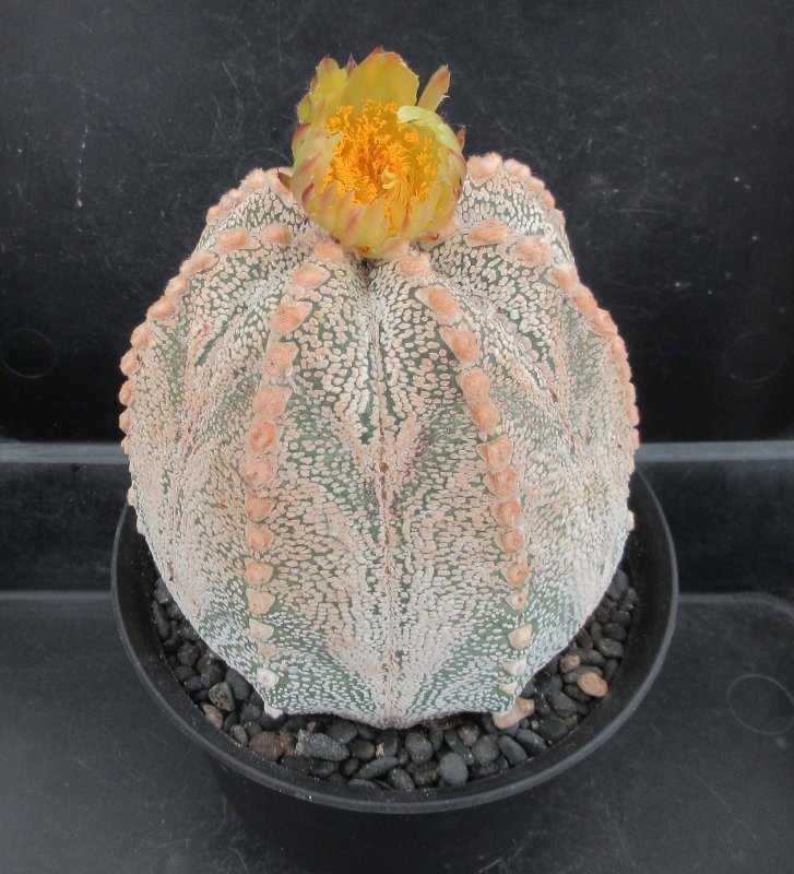 Astrophytum hybrid, senile x super kabuto