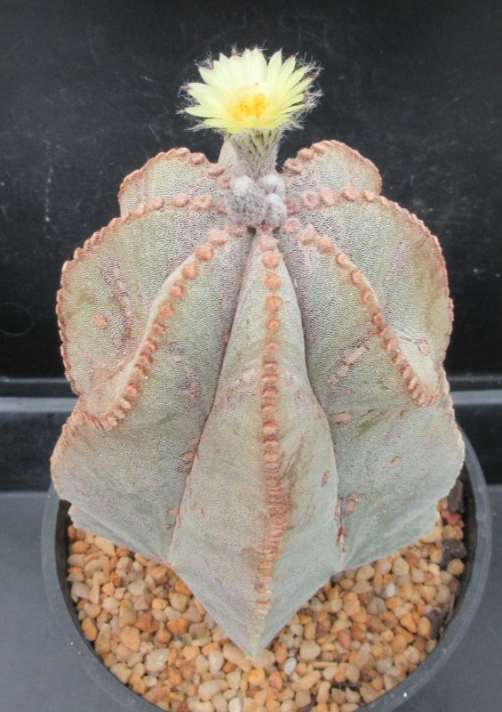 A. myriostigma