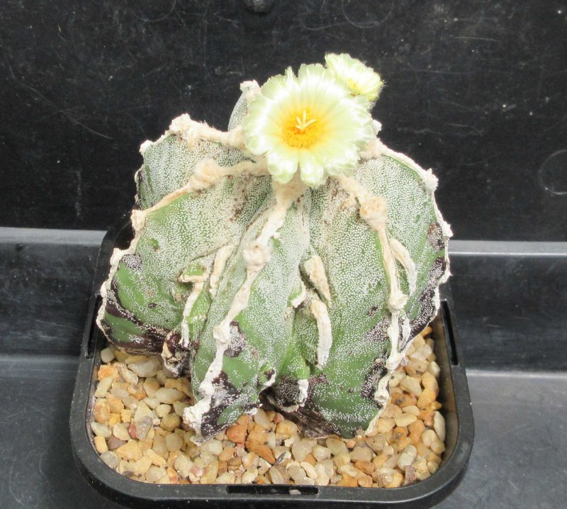 A. hybrid