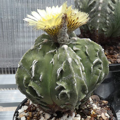 Astrophytum myriostigma cv Fukuryu Hakujo 02 22121701.JPG
