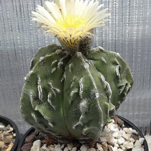 Astrophytum myriostigma cv Fukuryu Hakujo 02 22121801.JPG