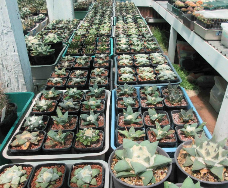 Ariocarpus seedlings