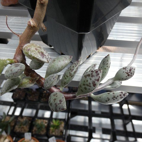 Adromischus filicaulis var Koringhuis CG21 22121801.JPG